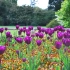 Hogyan lehet megfelelően termeszteni a tulipánokat az országban